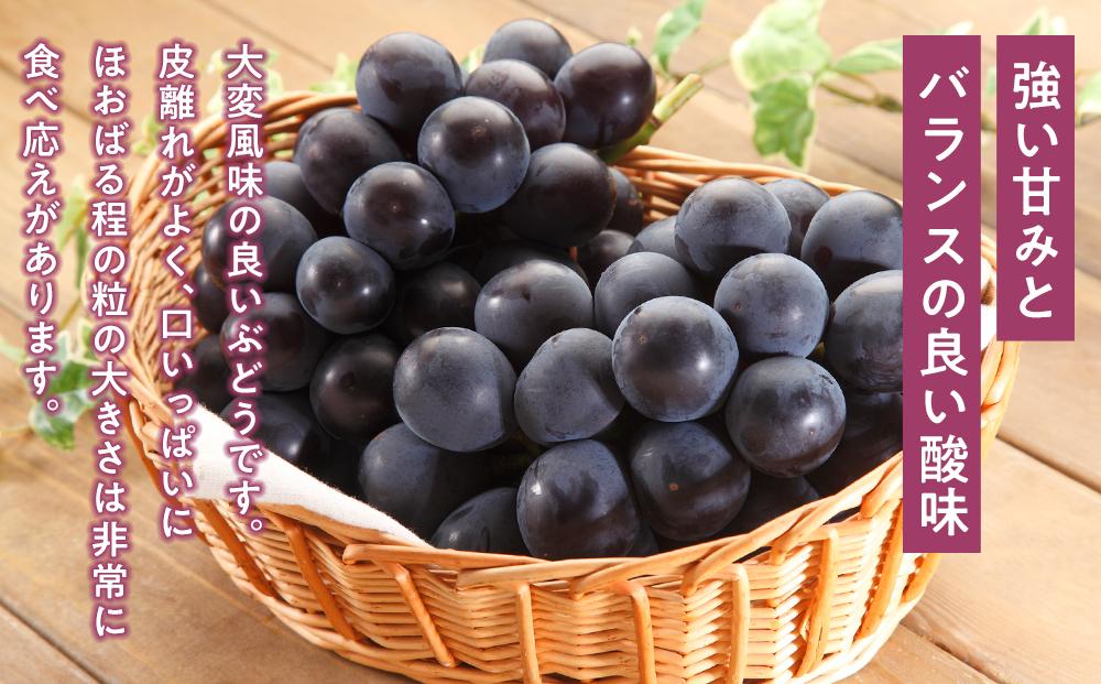 ぶどう 2024年 先行予約 ニュー ピオーネ 1房（1房470g以上） シャイン マスカット 『晴王』1房（1房470g以上）詰合せ（2房） ブドウ 葡萄  岡山県産 国産 フルーツ 果物 ギフト 