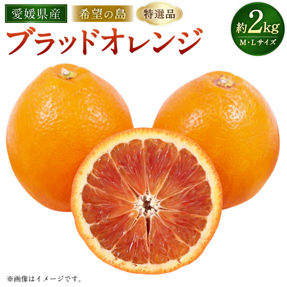 【ふるさと納税】【希望の島】 ブラッドオレンジ 特選品 中玉 2kg M/Lサイズ オレンジ フルーツ くだもの 果物 果実 柑橘 かんきつ ギフト 贈答 贈り物 愛媛県産 国産 松山市 中島産 送料無料 （1021）【2026年3月上旬～4月下旬迄順次発送予定】