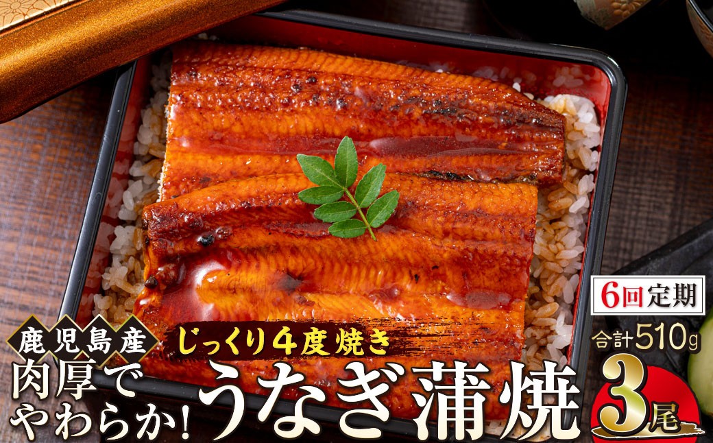 
【6回定期】うなぎ 蒲焼 170g×3尾【鹿児島産】地下水で育てた絶品鰻
