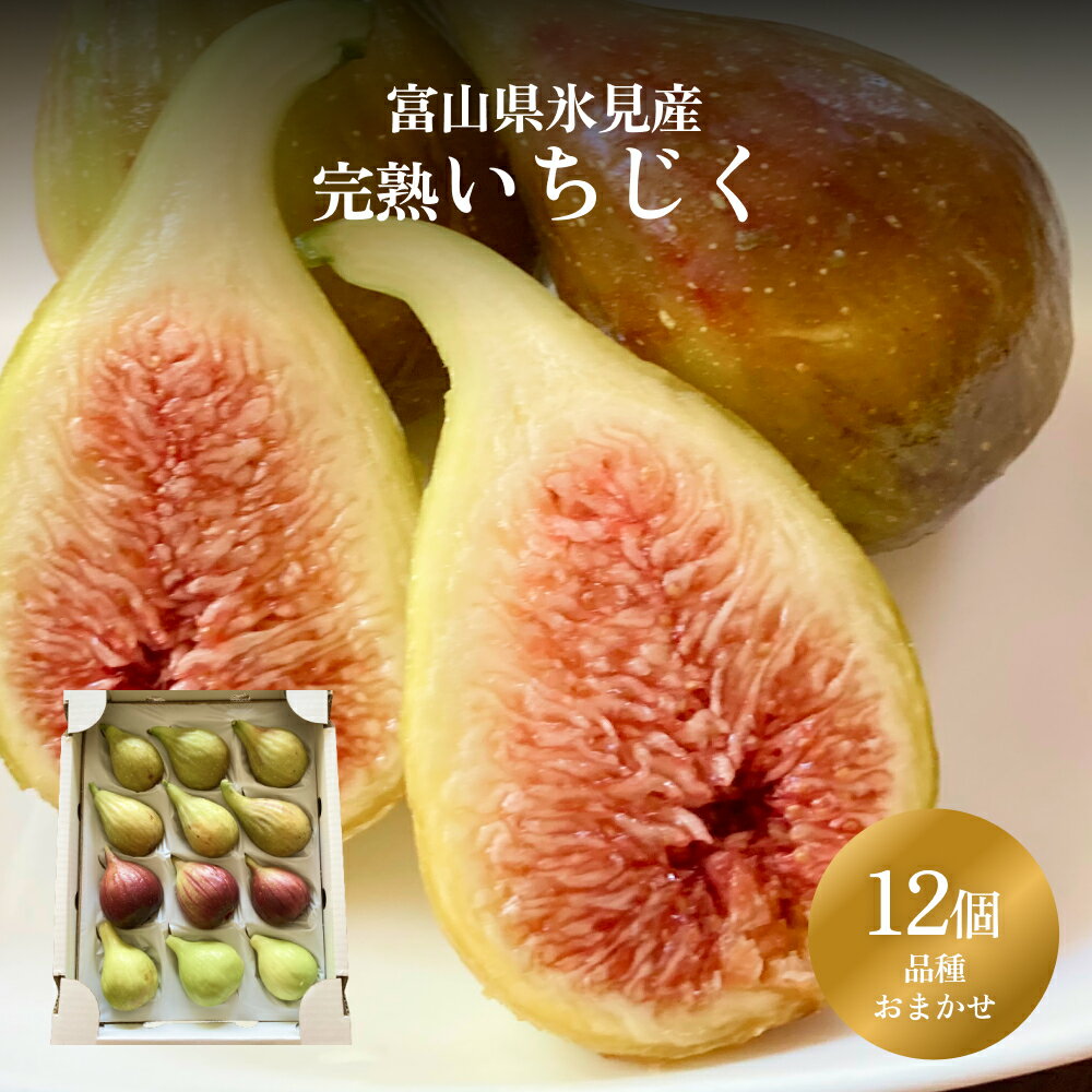 【ふるさと納税】くまなし長谷川果樹園のいちじく 12個 | いちじく 無花果 イチジク 果物 フルーツ 新鮮 食べ比べ 完熟 国産 農家直送 旬 採れたて 生いちじく 期間限定 富山 氷見 送料無料
