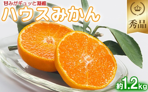 
            今村農園のハウスみかん 約1.2kg【秀品】 みかん 柑橘 1.2kg 秀品 先行予約 7月 8月 フルーツ ＜107-006_7＞
          