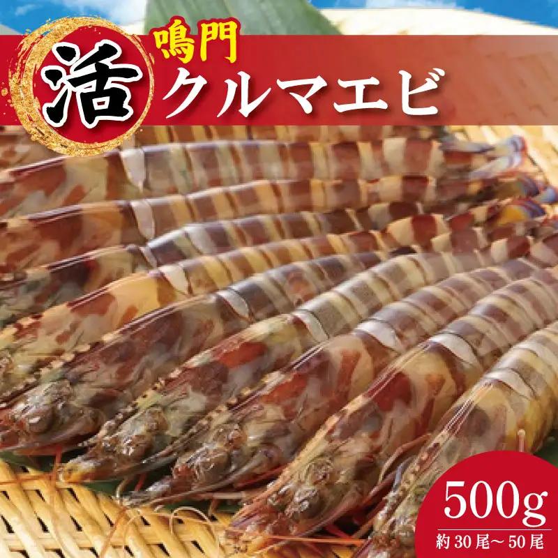 【指定日必須】 活き車海老 500g 約30尾～50尾 クルマエビ