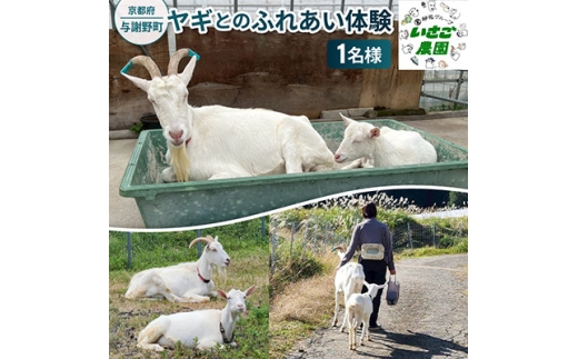 京都府与謝野町で ヤギとのふれあい体験 1名様用【1770033】