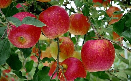 長野市産「シナノスイート」約5kg