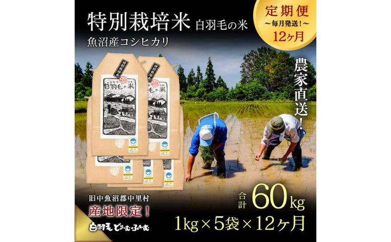 【通年受付】≪令和6年産　≫【定期便／全12回】農家直送！魚沼産コシヒカリ特別栽培「白羽毛の米」精米(1kg×5袋)×12回  60kg