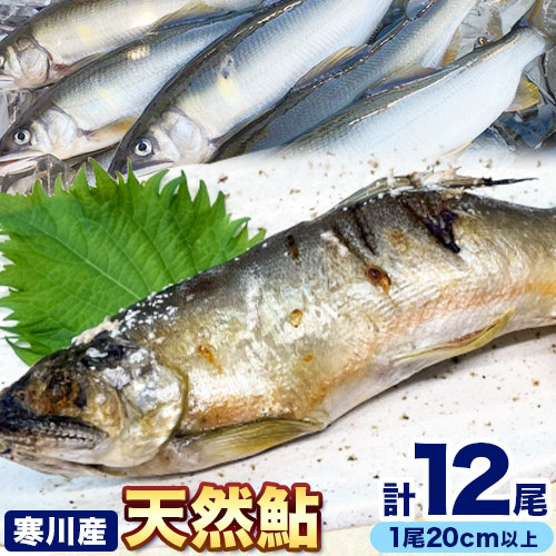 【ふるさと納税】 天然鮎 日高川 椿山ダム上流(寒川産) 20cm以上 4尾×3パック 計12尾 川漁師なおべ《8月上旬-11月中旬頃出荷》 和歌山県 日高川町 あゆ 鮎 天然鮎 魚