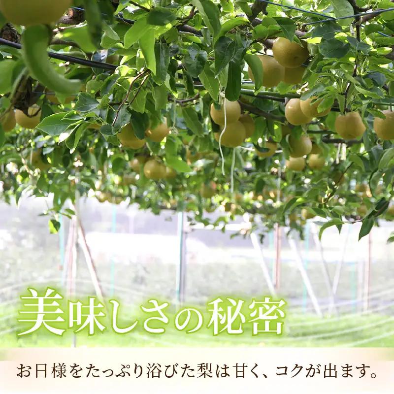 【先行予約】《数量限定》豊水梨 特選 5～6玉入 約3kg もぎたて 新鮮 ／ 期間限定 果物 フルーツ 農家直送 お取り寄せ 豊水 梨 なし 福井県 あわら市 ※2026年9月上旬より順次発送予定 