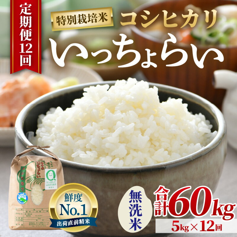 【ふるさと納税】【先行予約】【令和8年産・新米】【一等米】《定期便12回》特別栽培米 いっちょらい 無洗米 5kg × 12回（計60kg）／ 米 お米 定期便 5キロ 福井県産 ブランド米 コシヒカリ ご飯 白米 新鮮 大賞 受賞 ※2026年10月上旬以降順次発送予定