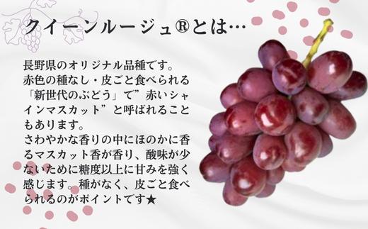 ぶどう3種セット 【家庭用】 （ナガノパープル／シャインマスカット／クイーンルージュ®） 約1.5kg ／ 2026年9月初旬～10月頃 配送予定［TK32］//ぶどう 葡萄 3種セット 食べ比べ 長