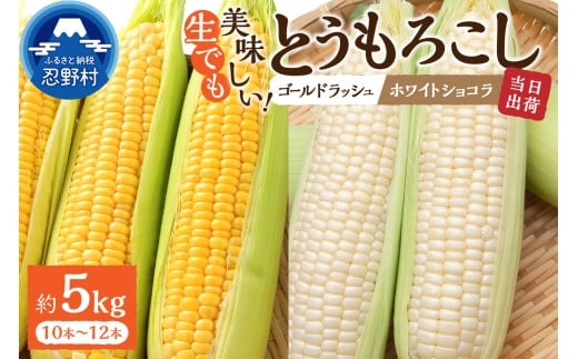 【2026年先行予約】富士北麓忍野村の気候、水、自然で作られた朝採りトウモロコシ《ゴールドラッシュ・ホワイトショコラ》詰め合わせセット10本～12本（約5kg）