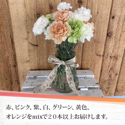 ふるさと納税 月形町 【発送月固定定期便】北海道月形産カーネーション4品種・20本以上をミックス延命剤付 9〜11月全3回 |  | 01