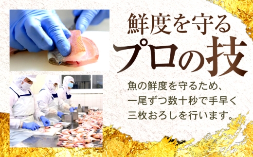 【12回定期便】小鯛ささ漬大樽 180g×2樽 / 鯛 タイ たい 魚 ささ漬け 【配送不可地域：離島】 小浜市 / 小浜海産物 [BFAA117]