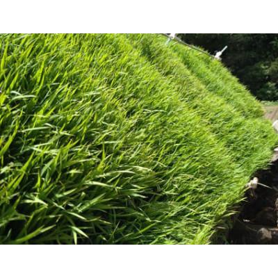 ふるさと納税 浜田市 浜田市弥栄町産の美味しいお米「秘境奥島根弥栄」つや姫　栽培期間中農薬5割減　5kg |  | 02