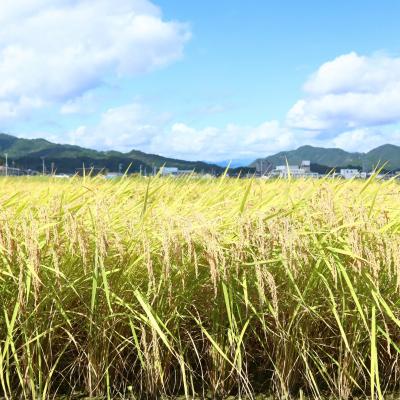 ふるさと納税 いの町 によどブルー米 5kg×2袋 |  | 02