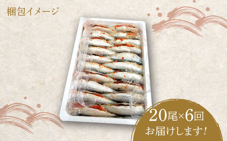 【全6回定期便】ピリ辛 いわし明太20尾《築上町》【株式会社マル五】[ABCJ079] 明太子パスタ 明太子ご飯 明太子おすすめ 明太子アレンジ 人気明太子 明太子マヨネーズ 明太子おにぎり 明太子酒