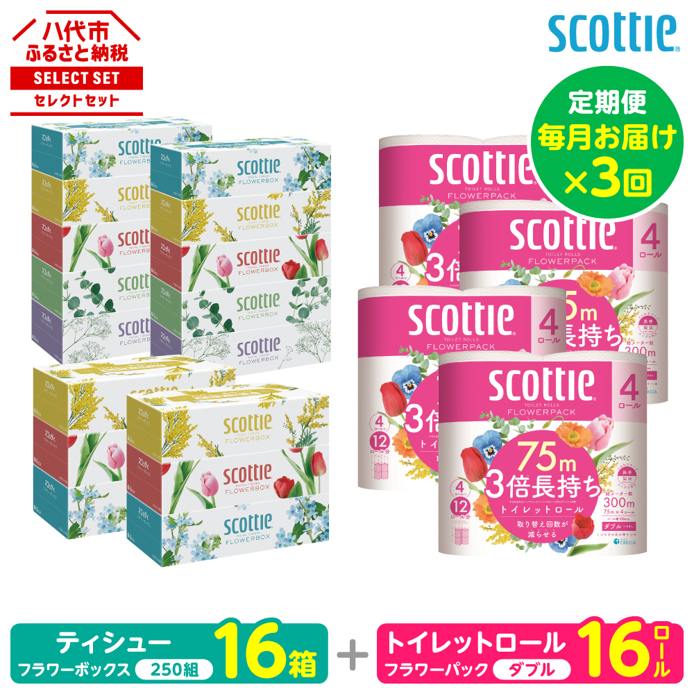 【定期便3回】【毎月お届け】【スコッティ】 組み合わせ ティシュー フラワーボックス 250組 16箱 計48箱 トイレットロール ダブル フラワーパック 3倍長持ち 16ロール 計48ロール 日用品