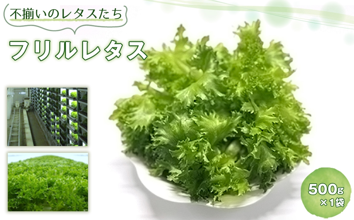 
                  不揃いのレタスたち（フリルレタス）500g×1袋 ／ 野菜 緑黄色野菜 βカロテン シャキシャキ 食感 サラダ 不揃いレタス 野菜 サラダ用 野菜素材 シャキシャキ ふんわり 食感 新鮮 葉物野菜 千葉県 No.014
                