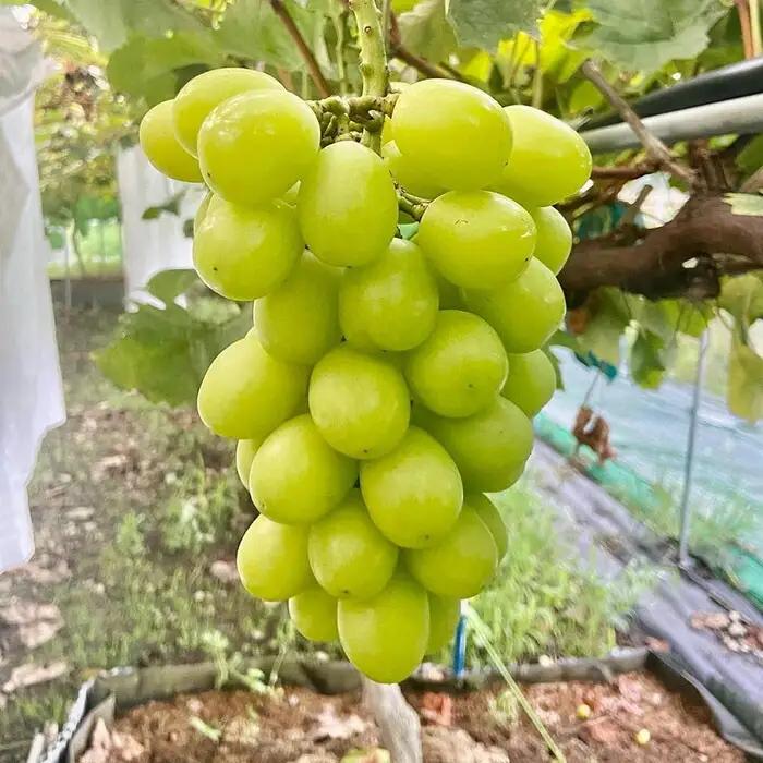 【ふるなびWEEK対象】朝採り 旬のぶどう 3色食べ比べ詰合せ 1.5kg～1.7kg(シャインマスカット入り)【2026年発送】