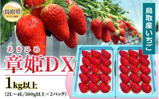 鳥取産いちご　章姫　あきひめ　DX　1㎏以上　甘くて大きく美味しい　とみハウス【期間･数量限定】_T2600528