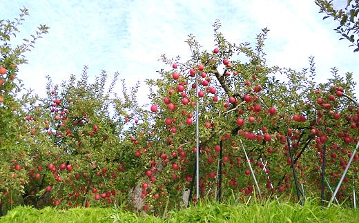 【令和7年産先行予約】 雪んこ 完熟ふじりんご 約10kg バラ詰め 《令和8年1月上旬～発送》 【全国りんご選手権 銀賞】 『船中農園』 りんご リンゴ ふじ ふじりんご 完熟 果物 フルーツ デザ