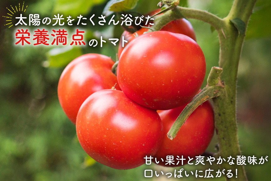 【期間限定発送】波乗り トマト とまたん 4kg (20個入) [サンフレッシュ小泉農園 宮城県 気仙沼市 20564139] 野菜 とまと 国産 夏野菜 やさい さっぱり サラダ サッパリ 新鮮 甘