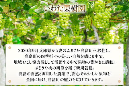 【期間限定発送】 2026年 冬出し 贈答用 シャインマスカット 1.5kg (2～3房) [いわた果樹園 山形県 高畠町 tk06ayt400004]