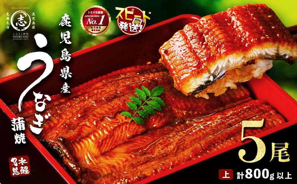 【志布志市制20周年記念】【10営業日以内に発送】鹿児島県産うなぎ蒲焼 名水慈鰻 5尾＜計800g以上＞  b8-043