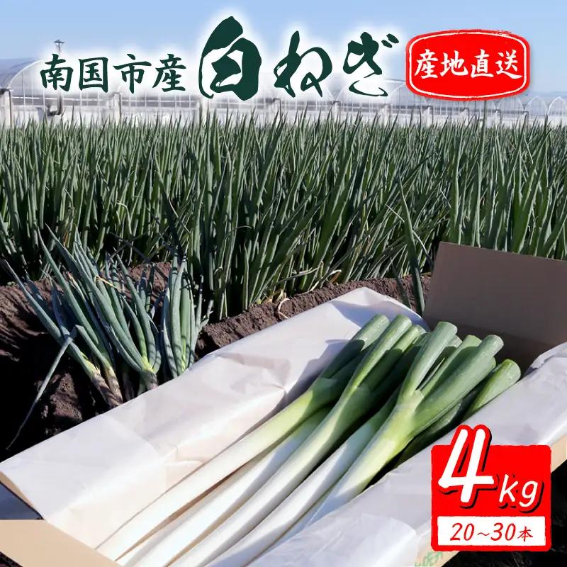【先行予約 2026年12月～発送】白ねぎ 4kg(20～30本) 長ねぎ