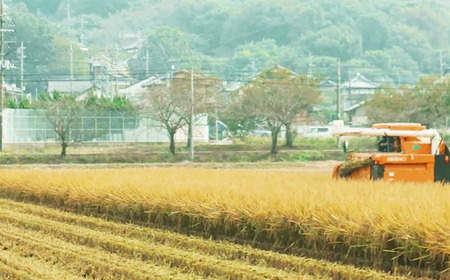 【令和7年産ミルキークイーン10kg】 夢田ファームのミルキークイーン | 米