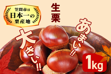 生栗 栗 1kg 1kg×1袋  特大 3L 以上 数量限定 国産 和栗 くり スイーツ 果物 フルーツ 栗きんとん モンブラン 栗ご飯 秋 旬 カサマロン 生産量 日本一 笠間 かさま ギフト プレゼント いばらき KA-002