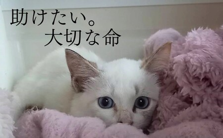 定期便 6回 コーヒー 保護猫活動を応援！ 珈琲豆 2種各100g×6カ月 珈琲