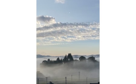 桐箱入 ニュー ピオーネ 1房 750g以上 葡萄 ぶどう フルーツ 岡山 高梁市産 赤迫農園 2026年 先行予約 果物 デザート 愛情 最高 新鮮 桐箱入り 美味しい 