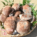 【ふるさと納税】 原木しいたけ バラ詰め 贈答用 400g 500g以上 1箱