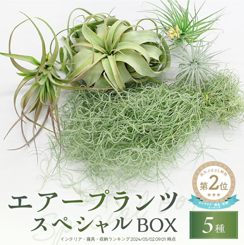 【ふるさと納税】エアープランツスペシャルBOX 5種セット【丈夫で育てやすく、インテリアにもおすすめです 】