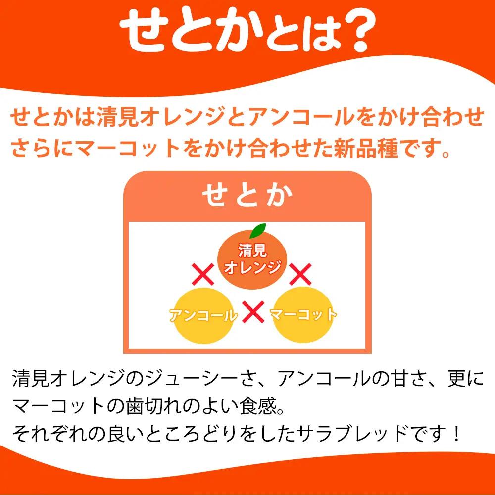 とろける食感 ジューシー柑橘 せとか 約2.5kg みかん 蜜柑 柑橘 オレンジ 果物 フルーツ 国産 和歌山県広川町 ※2027年1月下旬頃～2027年2月上旬頃に順次発送予定【uot789A】