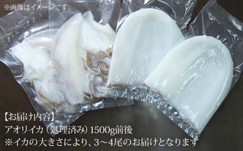 アオリイカ（水イカ）1,500g前後 《壱岐市》【ヤマグチ】[JCG019] いか あおりいか 22000 22000円