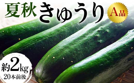 
            夏秋きゅうりA品 約2kg（20本前後）令和7年発送 キュウリ 野菜 漬物 福島県 伊達市 F20C-994
          