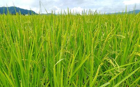 【新米予約】令和７年産「五つ星お米マイスター」の南魚沼塩沢産コシヒカリ　精米５kg×６回（毎月定期便）【2025年10月上旬より順次発送予定】