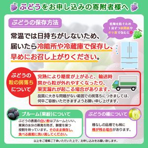 【ご家庭用】山形のデラウエア L以上 約2kg(9～16房) [粒サイズおまかせ] FY24-137