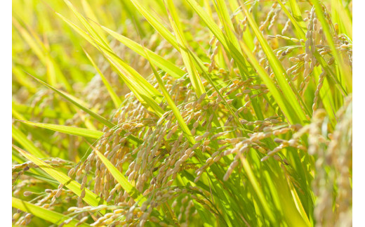 BE110【新米】低温熟成米（ヒノヒカリ・玄米）　4.5kg(米袋×1袋)