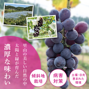 【9月上旬より順次発送】【数量限定】種なし巨峰 約1キロ（2～3房）【巨峰 ブドウ ぶどう フルーツ 果物 くだもの 濃厚 種なし 水戸市 茨城県】（MA-2）