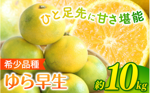 【2026年秋・発送分！】＼光センサー選別／ 希少品種 ご家庭用 ゆら早生みかん 約10kgサイズ混合【2026年10月上旬頃より順次発送】/ みかん ミカン 和歌山県 柑橘 早生 甘い 蜜柑 フルーツ 果物 くだもの 食品  産地直送  ご家庭用 ゆら早生 早生みかん【nuk003-yura-10D】
