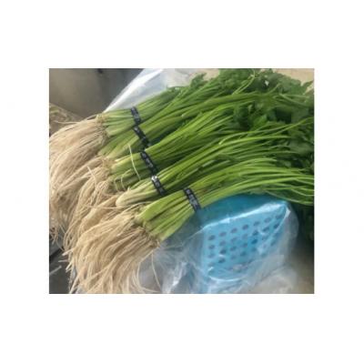 ふるさと納税 湯沢市 三関セリ　5束[M2601]