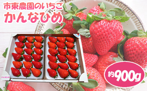
            No.073 【市東農園のいちご】かんなひめ　約900g ／ いちご かんなひめ フルーツ イチゴ 苺  完熟いちご 果物 旬果物 ジューシー 甘い デザート 食材 新鮮 甘み 酸味 果物ギフト 農園直送 送料無料 千葉県
          