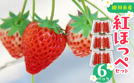 紅ほっぺセット(6パック　約1560g)　甘さと酸味がほどよく後味爽やかないちご【配送不可地域：離島・北海道・沖縄県・四国・九州】