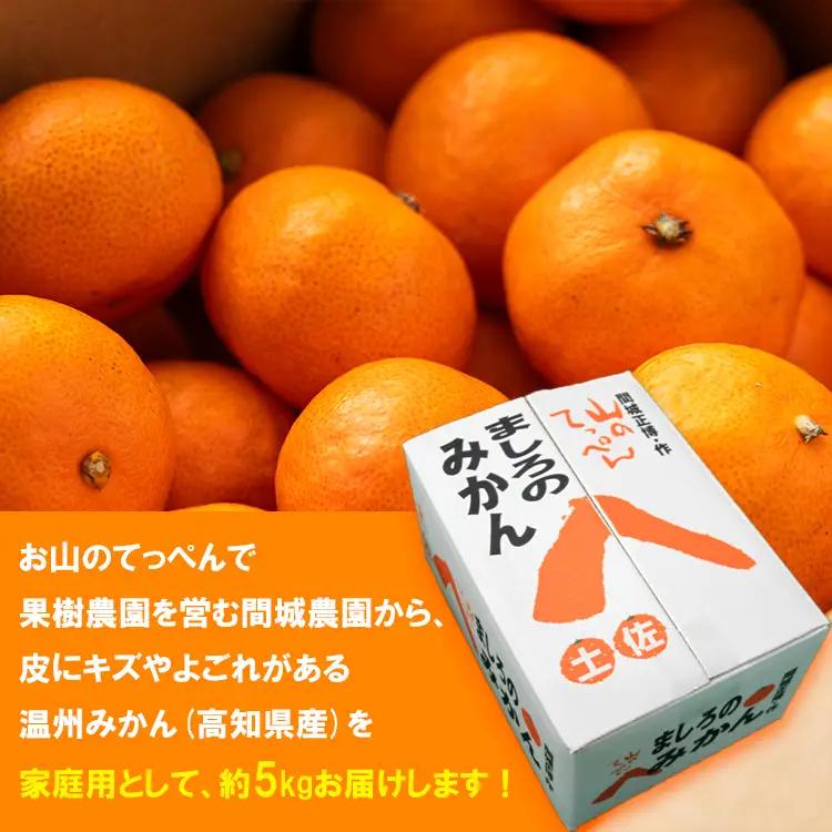 家庭用 温州みかん 5kg 山のてっぺん間城農園のみかん【果物 果物 果物 果物 果物】 ms-0084