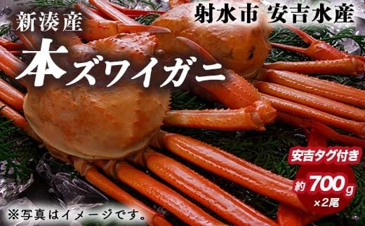 
                  【おすすめ】本ズワイガニ 約700g×2尾（安吉タグ付き）【安吉水産】｜ずわい蟹 ずわいガニ ズワイガニ 本ズワイガニ 本ずわいがに カニ 蟹 かに かにしゃぶ カニしゃぶ 蟹しゃぶ かに鍋 カニ鍋 蟹鍋 かに味噌 カニ味噌 かにみそ 魚貝類 魚介類 ボイル 国産 富山 ※離島への配送不可 ※2025年11月上旬～2026年3月中旬頃に順次発送予定 ※発送まで1か月以上かかる場合があります。
                