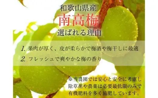 【梅干・梅酒用】 大玉 4Lサイズ 2kg 熟南高梅 秀優混合 / フルーツ 果物 人気 送料無料 和歌山 梅 完熟梅 梅干し 梅酒 ※2027年6月上旬～7月上旬頃順次発送予定 ※沖縄・離島への配送