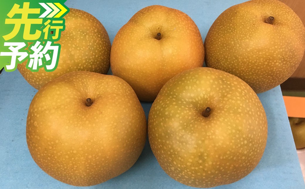 
                  ＜ R8年熊本地震復興支援 ＞熊本「旬の梨」約5kg （幸水、豊水、あきづき、新高のいずれか1品種） ナシ 梨 果物 フルーツ 【2027年8月下旬～9月下旬発送予定】
                