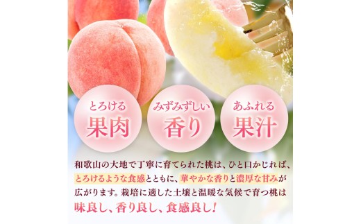 朝採れ 和歌山 桃　約4kg 秀品 ※2027年6月下旬～8月上旬頃順次発送予定 【tec911B】